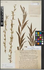 Foto von Salix alba subsp. vitellina (L.) Arcang. x Salix babylonica L.